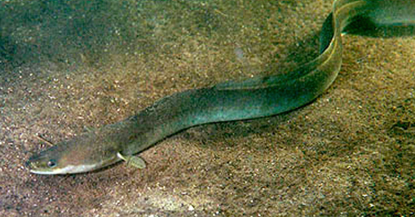 Freshwater Eel