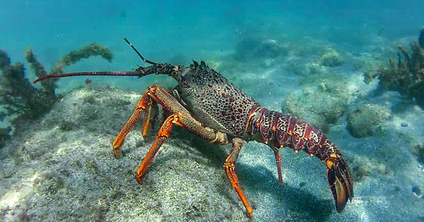 Crayfish Rock Lobster Saltwater Fishing Boatiesnz